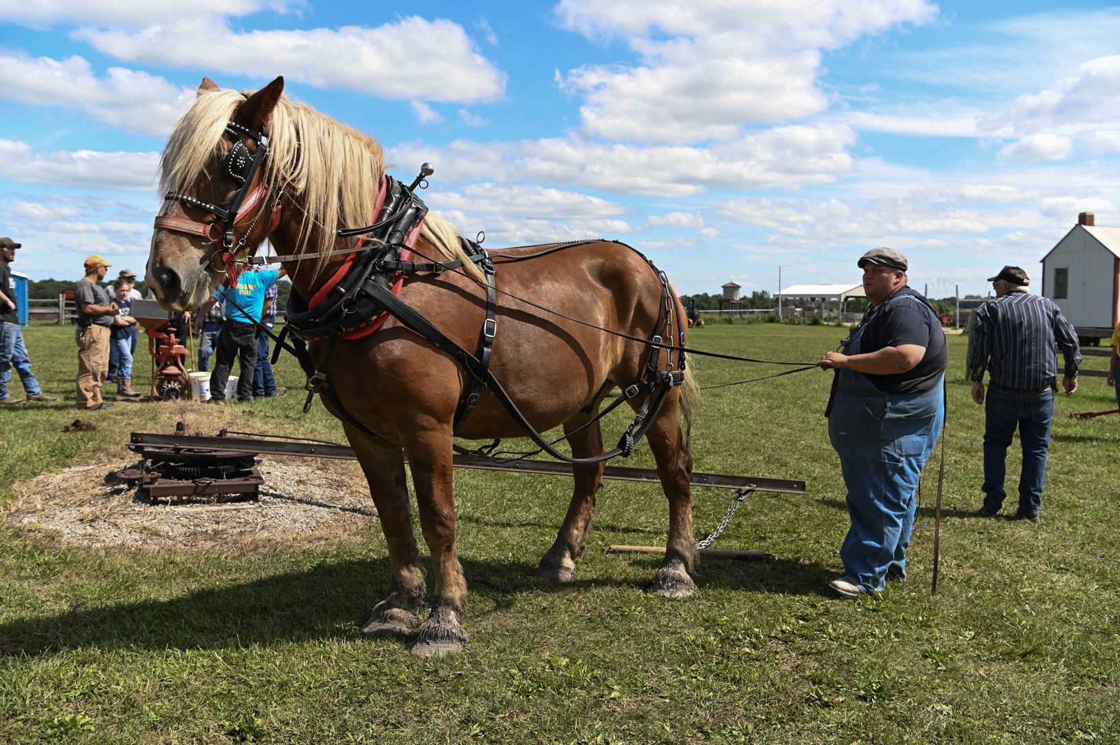 Horse and Mule 11